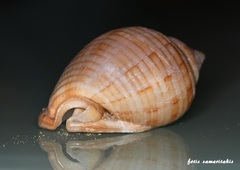 Semicassis undulata