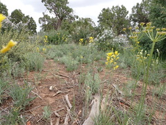Sisymbrium linifolium