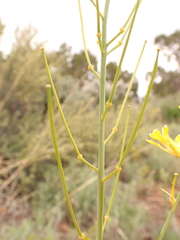 Sisymbrium linifolium