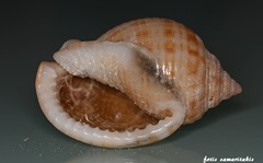Semicassis undulata