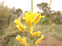 Sisymbrium linifolium