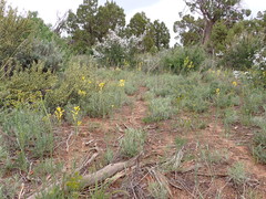 Sisymbrium linifolium
