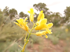 Sisymbrium linifolium