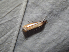 Classeya argyrodonta