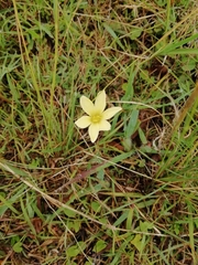 Zephyranthes americana