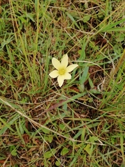 Zephyranthes americana
