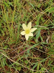 Zephyranthes americana