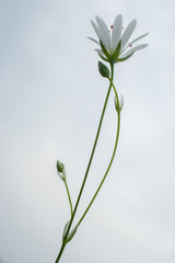 Stellaria peduncularis