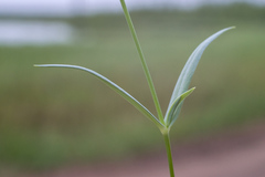 Stellaria peduncularis