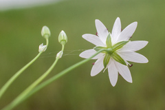 Stellaria peduncularis