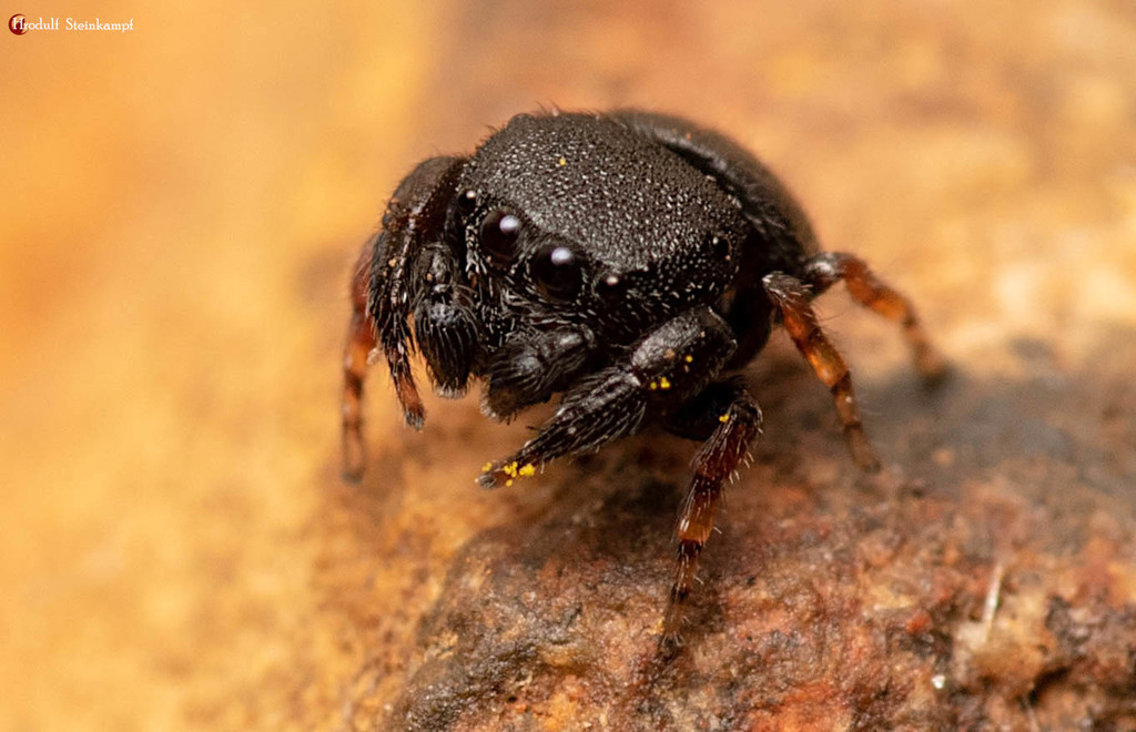Xuriella prima