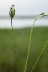 Stellaria peduncularis