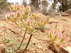Cymopterus purpureus