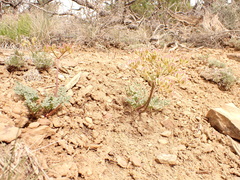Cymopterus purpureus