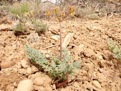 Cymopterus purpureus