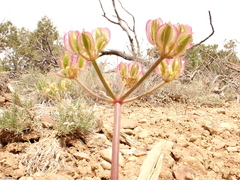 Cymopterus purpureus