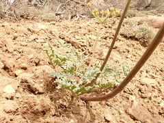Cymopterus purpureus