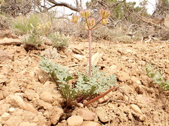 Cymopterus purpureus