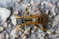 Polistes dominula