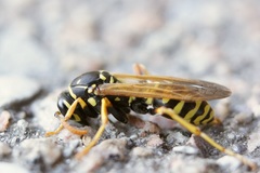 Polistes dominula
