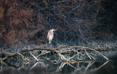 Ardea cinerea