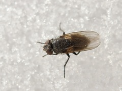 Pollenia