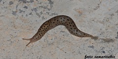 Limax conemenosi