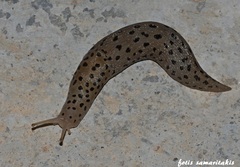 Limax conemenosi