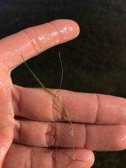 Potamogeton trichoides