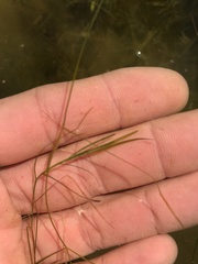 Potamogeton trichoides