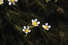 Ranunculus kauffmannii