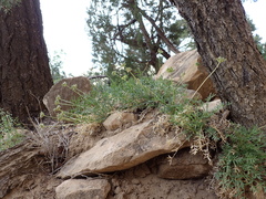 Cymopterus hendersonii