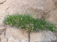 Cymopterus hendersonii