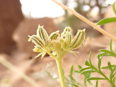 Cymopterus hendersonii