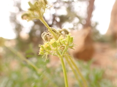 Cymopterus hendersonii