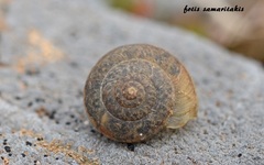 Metafruticicola noverca