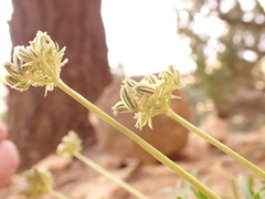 Cymopterus hendersonii