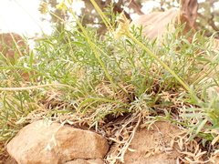 Cymopterus hendersonii
