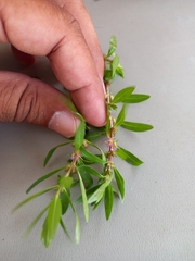 Rotala ramosior