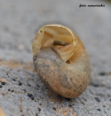 Metafruticicola noverca