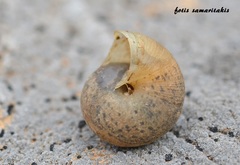 Metafruticicola noverca