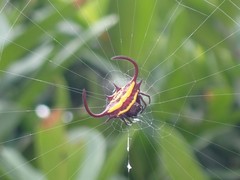 Gasteracantha falcicornis