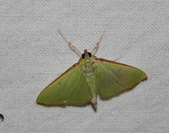 Parotis baldersalis