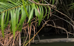 Lontra longicaudis image