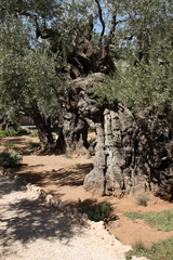 Olea europaea
