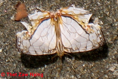 Cyrestis thyodamas thyodamas