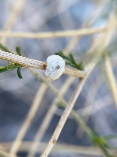 iNaturalist observation photo of Asphondylia