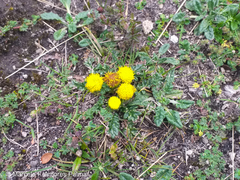 Senecio repens