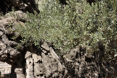Olea europaea