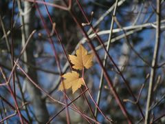 Acer ukurunduense
